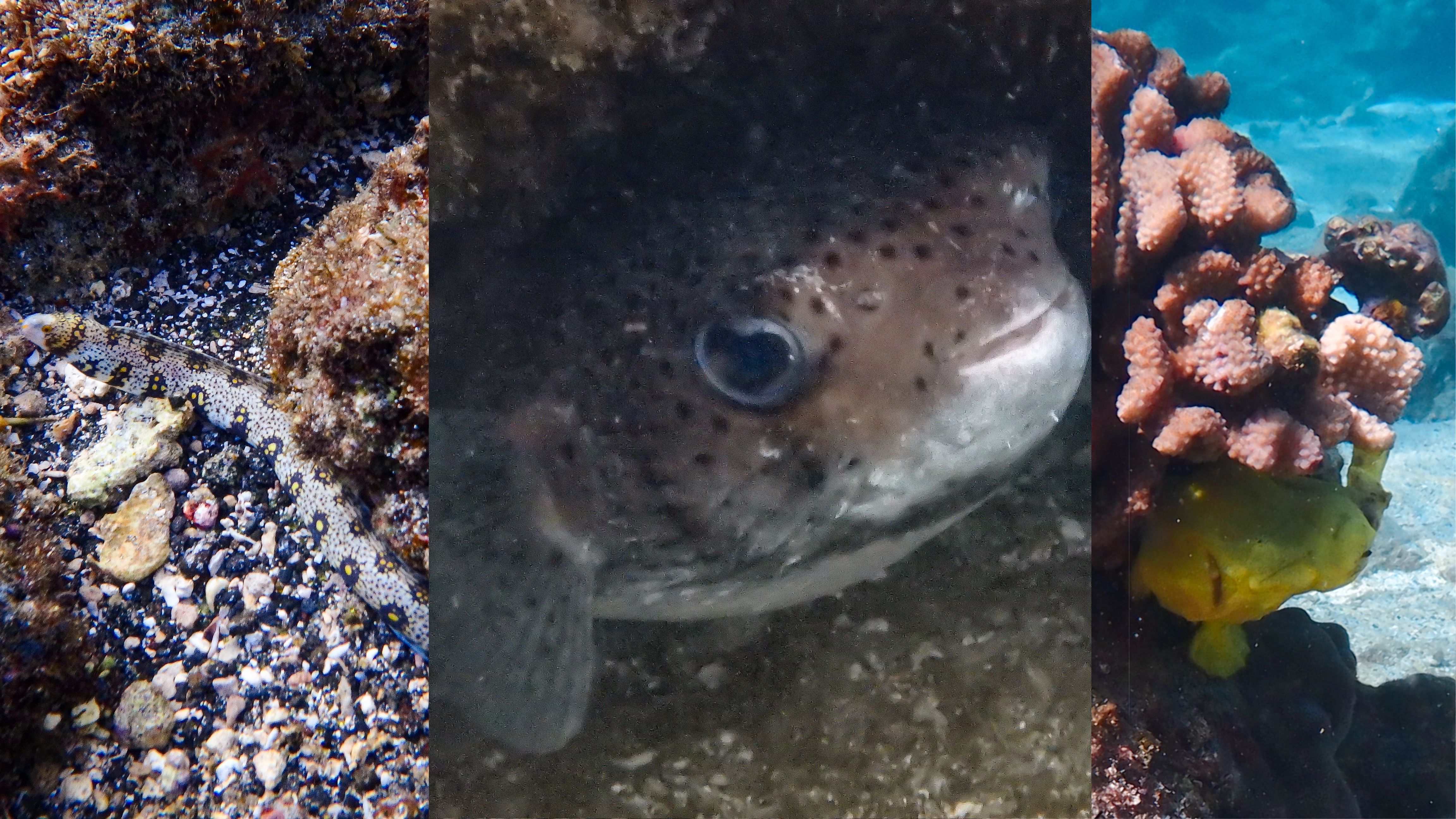 Collage of three underwater fish photos